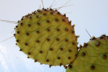 Opuntia compressa Michigan *2^ 