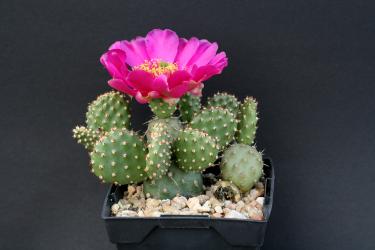 Opuntia fragilis Freiburg *1^ % 
