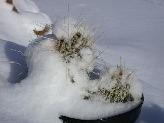 Opuntia hystricina Hamburg *1^ 
