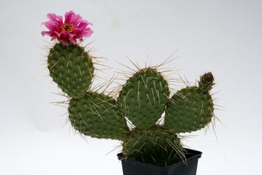 Opuntia hystricina *2^ MUG119 s. Pima, AZ, USA 