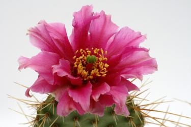 Opuntia hystricina Heide *1^ 