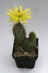 Opuntia hystricina Helgoland *1^ 