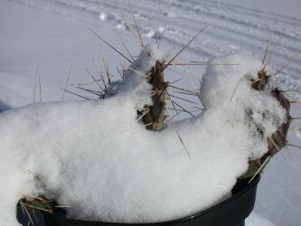 Opuntia phaeacantha Kirschrot *1^ 