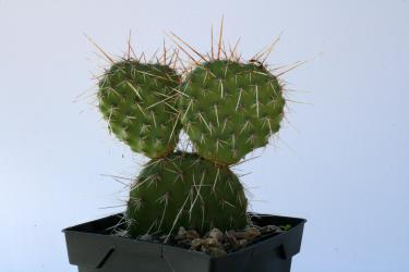Opuntia polyacantha *1^ % Cheyenne, Wy, USA, 1835m 