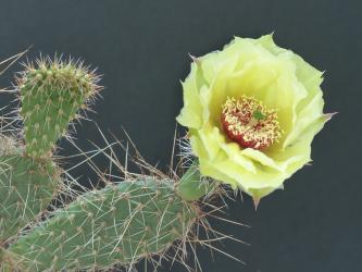 Opuntia polyacantha v. hystricina *2^ % MUG119 s. Pima, AZ, USA 