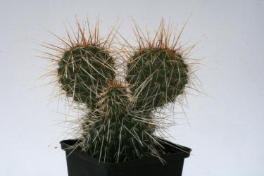 Opuntia polyacantha v. juniperina *1^ % Lz536 Buckskin Mts., AZ, USA 