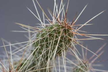 Opuntia polyacantha *1^ % Powell, Wyoming, USA 