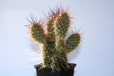 Opuntia polyacantha v. rufispina *2^ % Gunlock, Ut, USA 