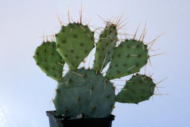 Opuntia pottsii Bochum *2^ 