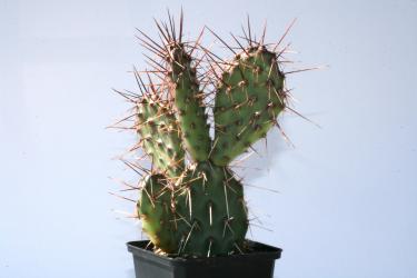 Opuntia rhodantha v. pisciformis *2^ 