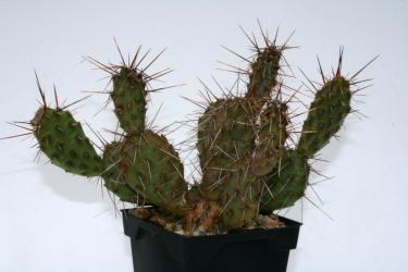 Opuntia rhodantha v. spinosior *2^ 