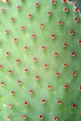 Opuntia rufida f. minor *3^ 