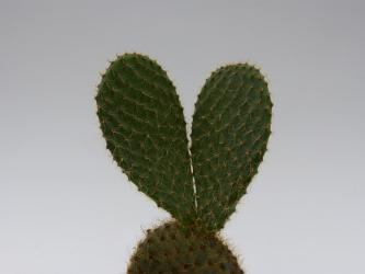 Opuntia scheerii 