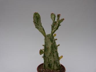 Opuntia monacantha f. monstruosa variegata hort. 