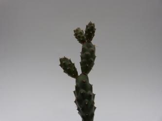 Opuntia articulatus v. calvus 