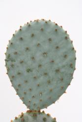 Opuntia violacea *3^ 