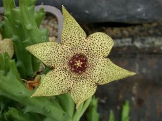 Orbea pulchella 