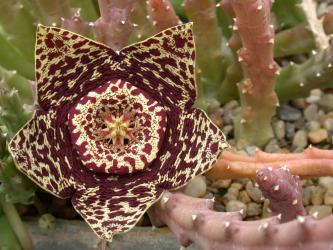 Orbea variegata 