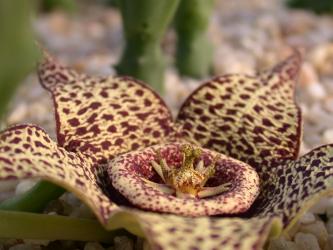 Orbea variegata nobilis 