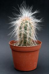 Oreocereus celsianus s. Bolivia to n. Argentinia, bis 3700 m 