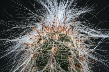 Oreocereus celsianus s. Bolivia to n. Argentinia, bis 3700 m 
