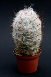 Oreocereus trollii *4^ 