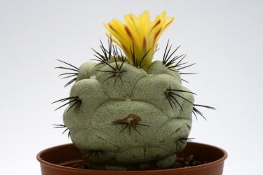 Ortegocactus macdougallii VE 
