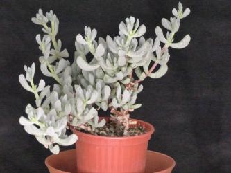 Oscularia conspicuas 