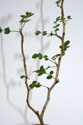 Pachycormus discolor Y. Baja California, MEX 