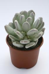 Pachyphytum glutinicaule 