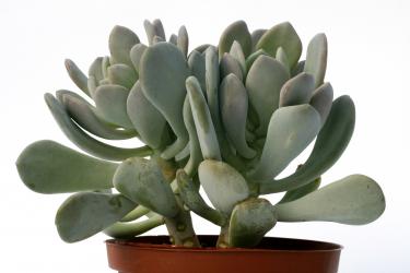 Pachyphytum glutinicaule Silberfächer 