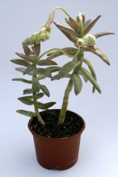 Pachyphytum werdermannii 