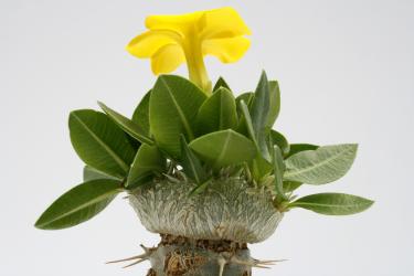 Pachypodium brevicaule VE Y. Madagascar 