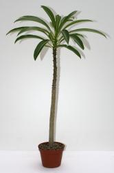 Pachypodium rutenbergianum Y. % Madagascar 