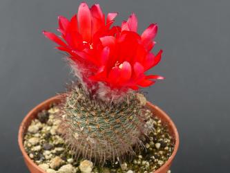 Parodia agerichiana DH108 Sierra de Leon Muerto, Salta, Argentiana, 2400 m 