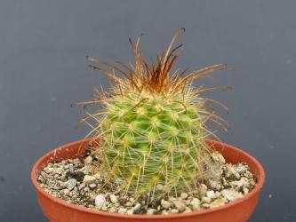 Parodia aureicentra v. rubrispina WR164 Cachipampa to Cachi, Salta, ARG 