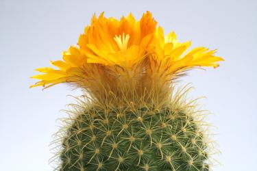 Parodia aureispina 