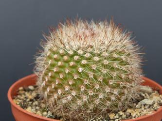 Parodia bilbaoensis 
