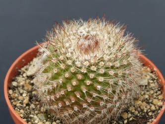 Parodia cabracoralensis P235 Cabra Corral, Salta, ARG, 1100m 