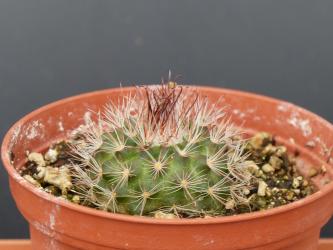 Parodia camargensis v. rubriflora 