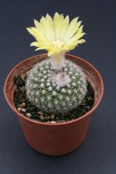 Parodia cardenasii 