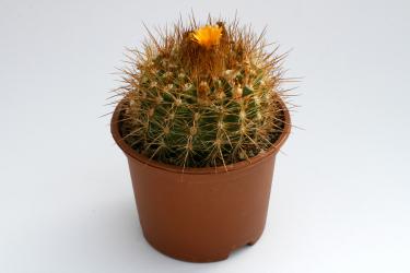 Parodia chaetocarpa FR1135 Buen Retiro, Santa Cruz, BOL 