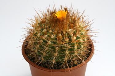 Parodia chaetocarpa FR1135 Buen Retiro, Santa Cruz, BOL 