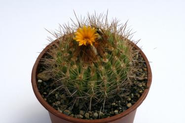 Parodia hausteiniana 