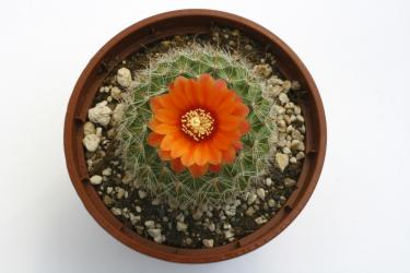 Parodia herzogiana 