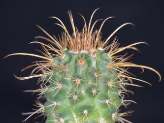 Parodia maassii KB132 