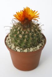 Parodia mairanana KK522 