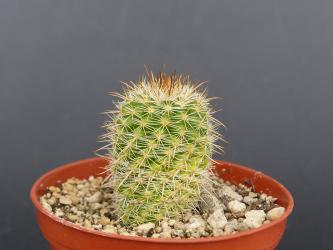 Parodia malyana 