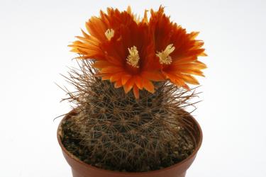 Parodia microsperma 