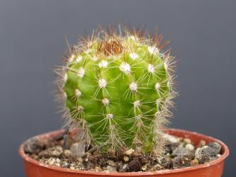 Parodia miguillensis 